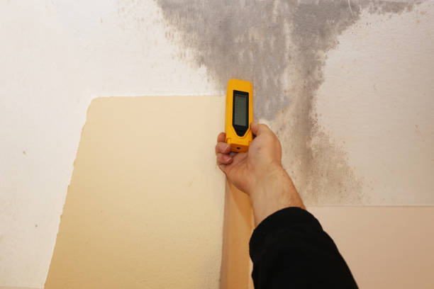 Best Basement Mold Removal  in Redlands, CA