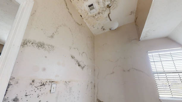 Best Environmental Consulting for Mold Prevention  in Redlands, CA