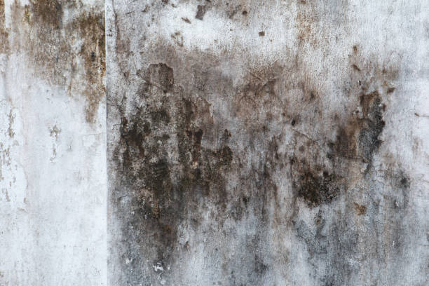 Best HVAC Mold Inspection and Cleaning  in Redlands, CA