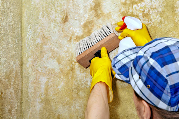 Best Residential Mold Inspection & Testing  in Redlands, CA