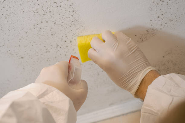 Best Mold Removal for HVAC Installations  in Redlands, CA