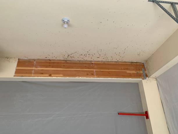 Trusted Redlands, CA Mold Removal Experts