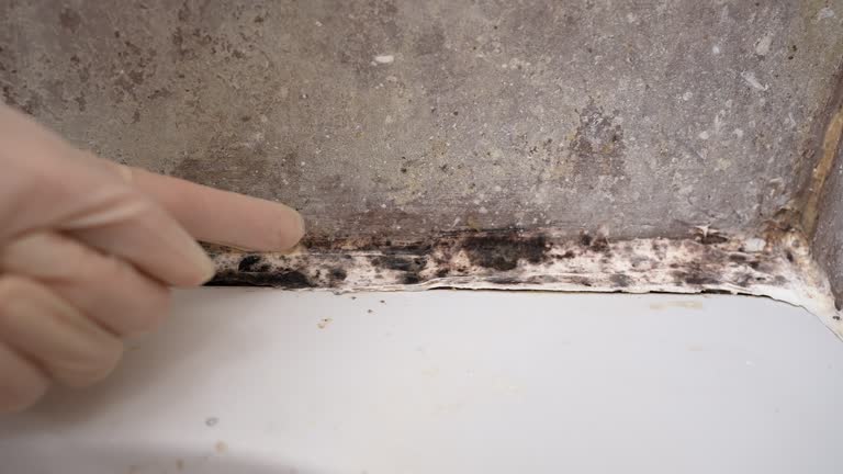 Best Attic Mold Removal  in Redlands, CA