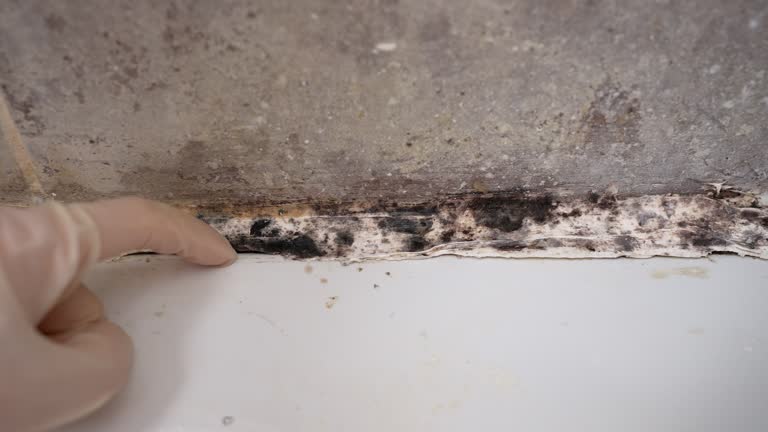 Best Mold Prevention Services  in Redlands, CA