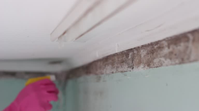 Best Basement Mold Removal  in Redlands, CA